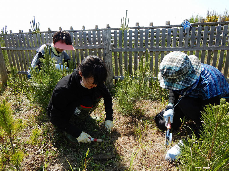 写真：苗木の補植作業01