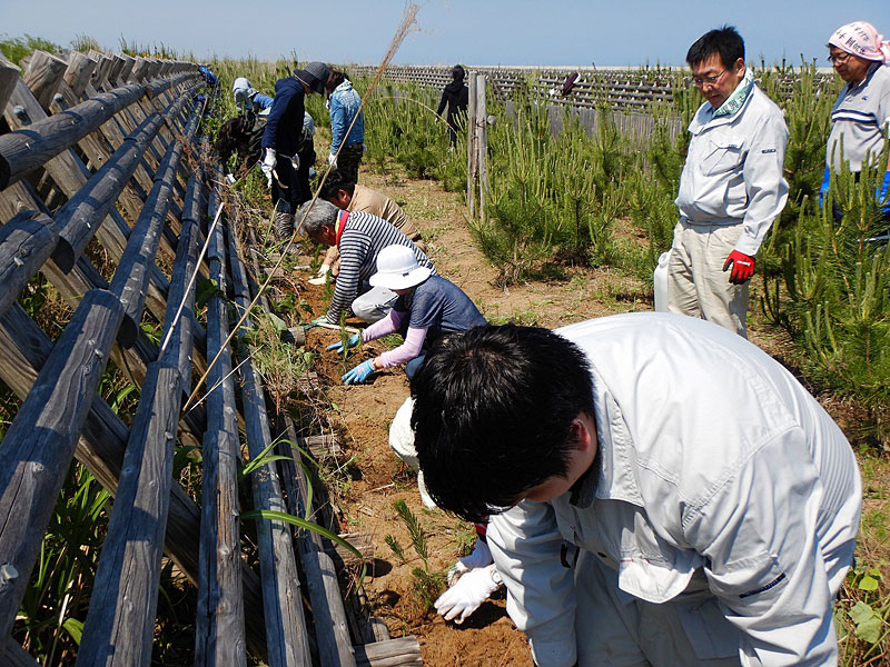 写真：苗木の補植作業02