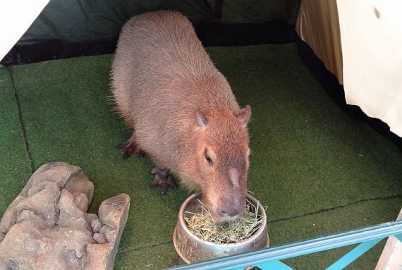 写真：移動動物園（ふれあい体験）02